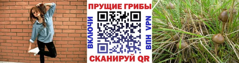 hydra зеркало  Ипатово  shop Telegram  Галлюциногенные грибы Magic Shrooms 
